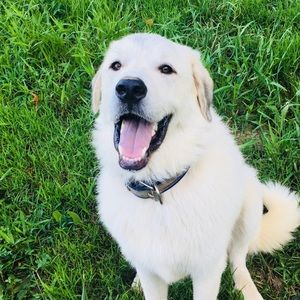 Meet your Posher, Sydney